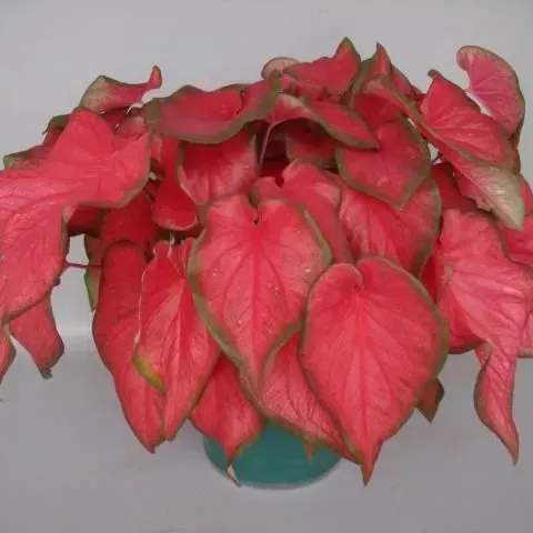 thumbnail for publication: 'Fairytale Princess' and 'Red Hot'—Red Lance-Leaved Caladium Cultivars